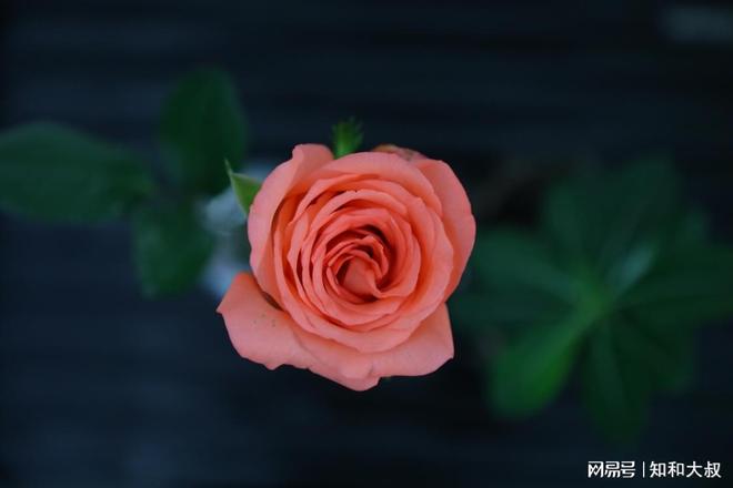 不是婚姻也不是金钱而是这2样东西pg电子首页一个女人最硬的底牌(图4)